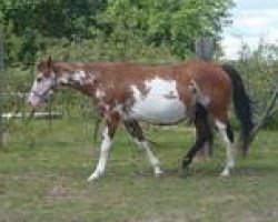 Zuchtstute Miss Jet Dreamer (Paint Horse,  , von Mr Jet Max)