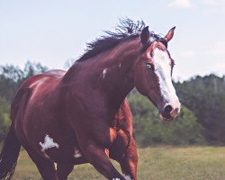 Pferd Mr Roll The Dice (Paint Horse, 2010, von Codys Kragelund)