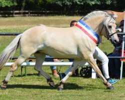 horse Solfi (Fjord Horse, 2015, from Solfin Skovå)