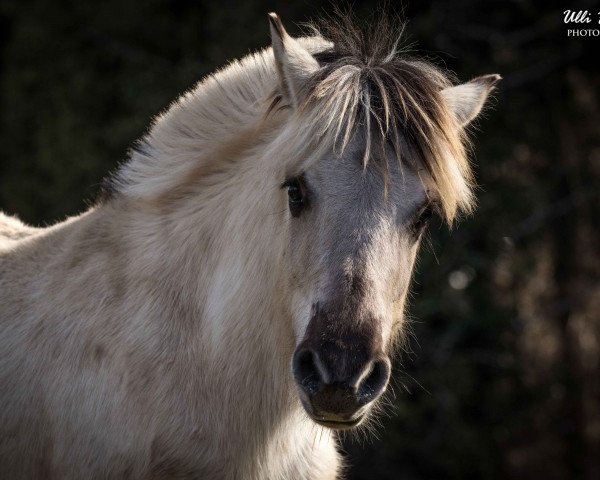 Zuchtstute Ulla van den Bosdries (Fjordpferd, 2018, von Rudsmo Rune)