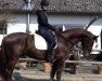 dressage horse de Maisiere (Oldenburg, 2013, from Don Romantic)