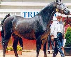 broodmare Financiera (Pura Raza Espanola (PRE), 1973, from Hosco IV)