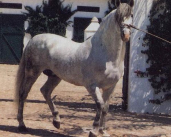 Deckhengst Favorito XXI (Pura Raza Espanola (PRE), 1979, von Faraon V)