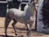 stallion Favorito XXI (Pura Raza Espanola (PRE), 1979, from Faraon V)