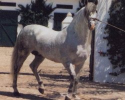 stallion Favorito XXI (Pura Raza Espanola (PRE), 1979, from Faraon V)