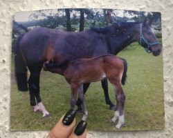 broodmare Panama (Thuringia, 2000, from Silentio)