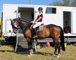 jumper Cinzano 76 (German Sport Horse, 2009, from Casander)