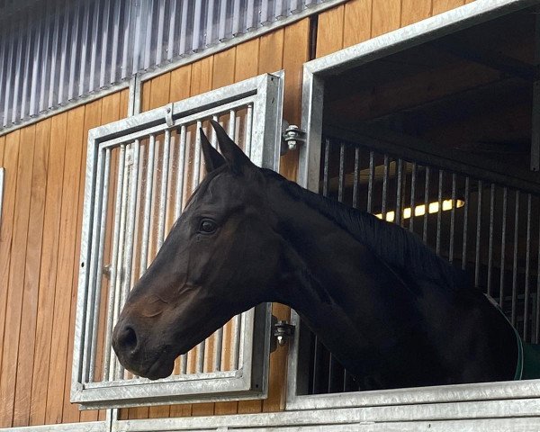 broodmare Anvalou (Oldenburg, 2004, from Amidou)