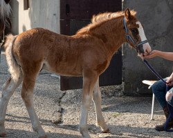 Pferd Montecarlo (Schwarzwälder Fuchs, 2020, von Maximus)