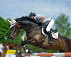 Pferd Generoso IV CH (Schweizer Warmblut, 2002, von Gagneur du Pichoux)