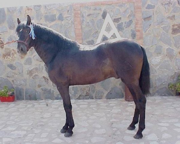 stallion Fabuloso XI (Pura Raza Espanola (PRE), 1978, from Jecomias)