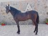 stallion Fabuloso XI (Pura Raza Espanola (PRE), 1978, from Jecomias)