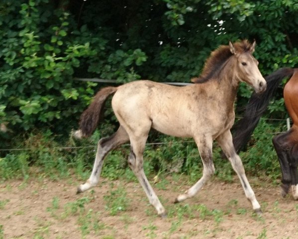 horse Hope (German Warmblood, 2020, from Jesko)