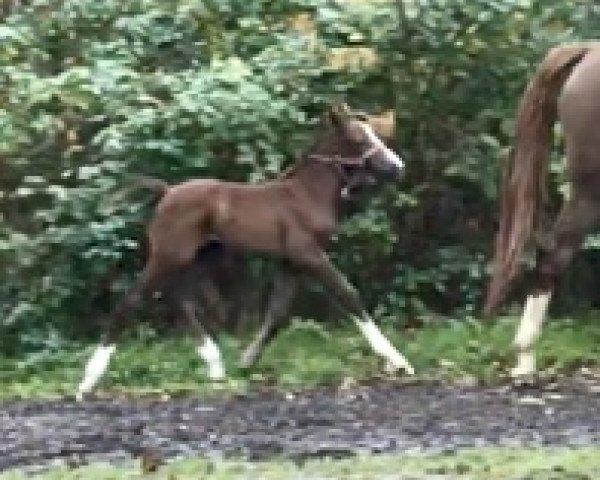 jumper Korally STEF (Mecklenburg, 2019, from Kings Erbe AML)