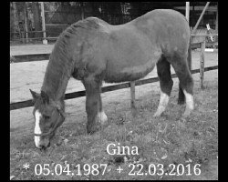 broodmare Gina (Hanoverian, 1987, from Garibaldi II)