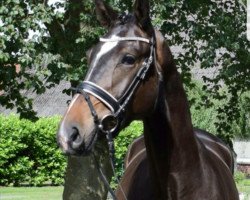 horse Picasso (German Warmblood, 2016, from Sunyboy)