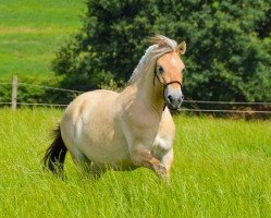 horse Henja (Fjord Horse, 2017, from Doven)