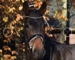 dressage horse D'Jolie (Hanoverian, 2014, from Danone 4)