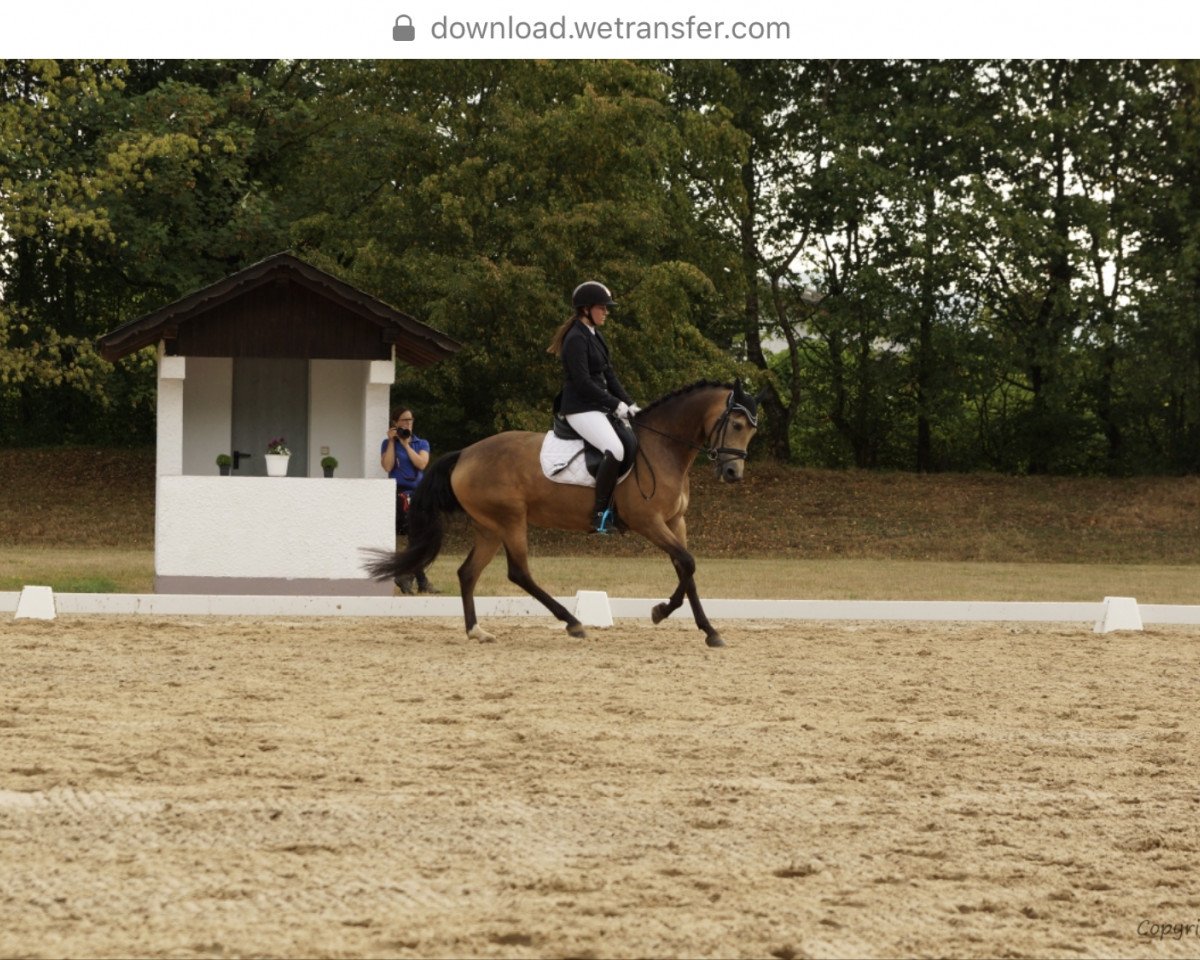 dressage horse Golden Diva 3 (German Riding Pony, 2014, from Golden Challenge)