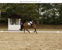 dressage horse Golden Diva 3 (German Riding Pony, 2014, from Golden Challenge)