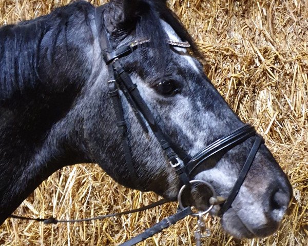 horse Willow 304 (Hanoverian, 2013, from Weltruhm)