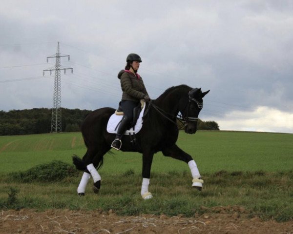 dressage horse Rien ne va plue (Hanoverian, 1992, from Rubinstein I)