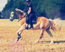 Pferd St. Louis (Haflinger, 2015, von Standard)