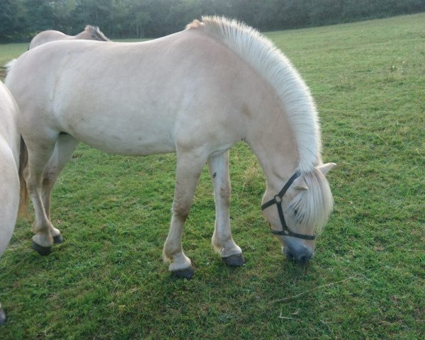 broodmare Yara von Dreilinden (Fjord Horse, 2009, from Resen N.2673)