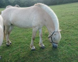 broodmare Yara von Dreilinden (Fjord Horse, 2009, from Resen N.2673)