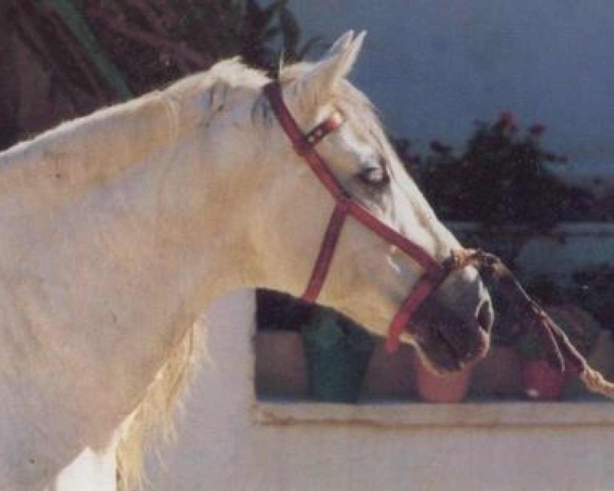 Deckhengst Fabuloso VI (Pura Raza Espanola (PRE), 1973, von Cariñoso III)