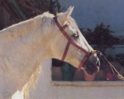 stallion Fabuloso VI (Pura Raza Espanola (PRE), 1973, from Cariñoso III)