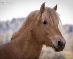 broodmare Lea von der Timoburg (Fjord Horse, 2016, from Kelvin)