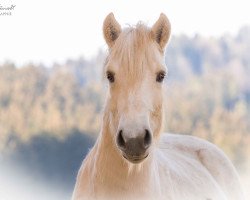 broodmare Hanni (Fjord Horse, 2017, from Hisco)