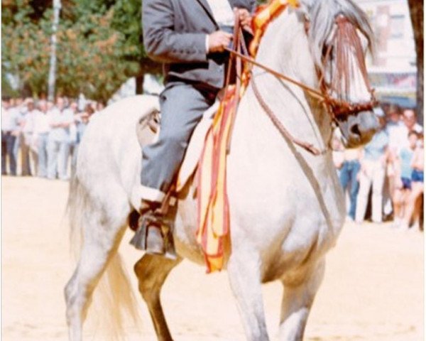 stallion Expres (Pura Raza Espanola (PRE), 1977, from Beque)