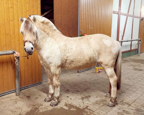 horse Dragvika (Fjord Horse, 2007, from Halldor)