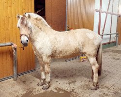 horse Dragvika (Fjord Horse, 2007, from Halldor)