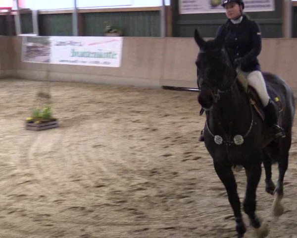 Reitturnier Velen 2016