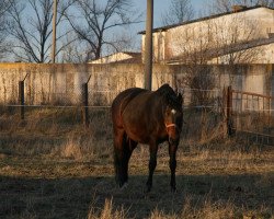 broodmare Sunshine 399 (Oldenburg, 2002, from Sunny-Boy)