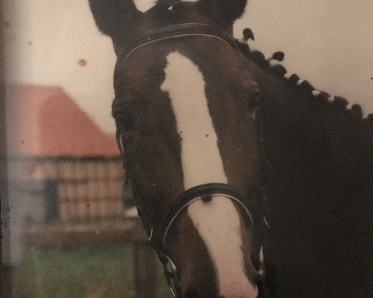 broodmare Sinfonie (Thuringia, 1986, from Sextant Mo 1326)