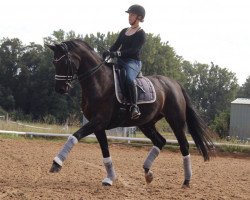 dressage horse Shiriki (Hannoveraner, 2008, from Sandro Hit)