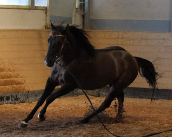 Pferd Poco Jac Olena (Quarter Horse, 2013, von Hesa Jac Olena)
