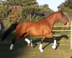 dressage horse Belle Amie (Oldenburg, 2017, from Borsalino)