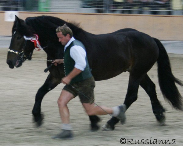 stallion whiskey nero XIV (Noric,  )