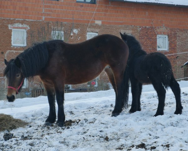 Zuchtstute Flora (Noriker, 2010, von whiskey nero XIV)