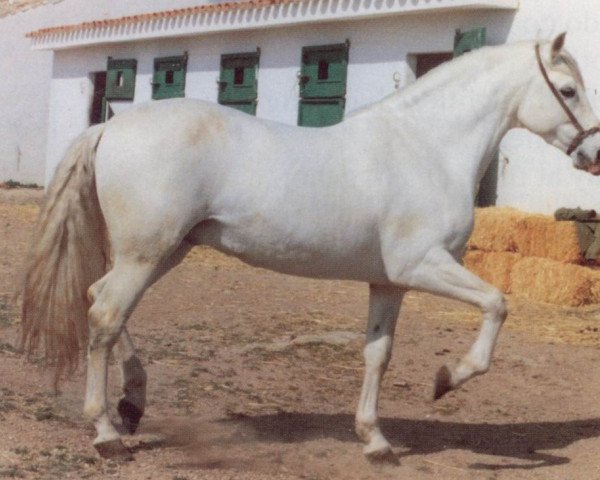 horse Esperado (Pura Raza Espanola (PRE), 1979, from Salinero III)