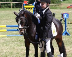 dressage horse C-Tork's Curly Casablanca (Welsh mountain pony (SEK.A), 2001, from Kampanje's Torc)