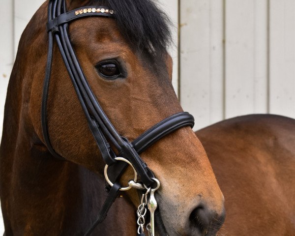 horse Grafiet (New Forest Pony, 2004, from Sulaatik's Fireball)