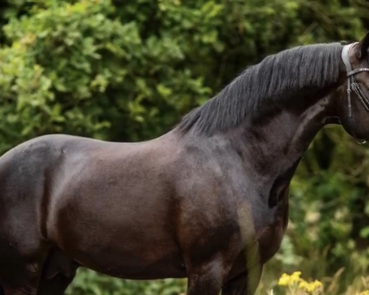Dressurpferd Oosterbroek Fenix (New-Forest-Pony, 2012, von Orlando)