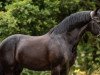 dressage horse Oosterbroek Fenix (New Forest Pony, 2012, from Orlando)