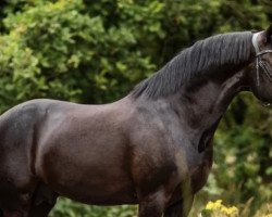 dressage horse Oosterbroek Fenix (New Forest Pony, 2012, from Orlando)